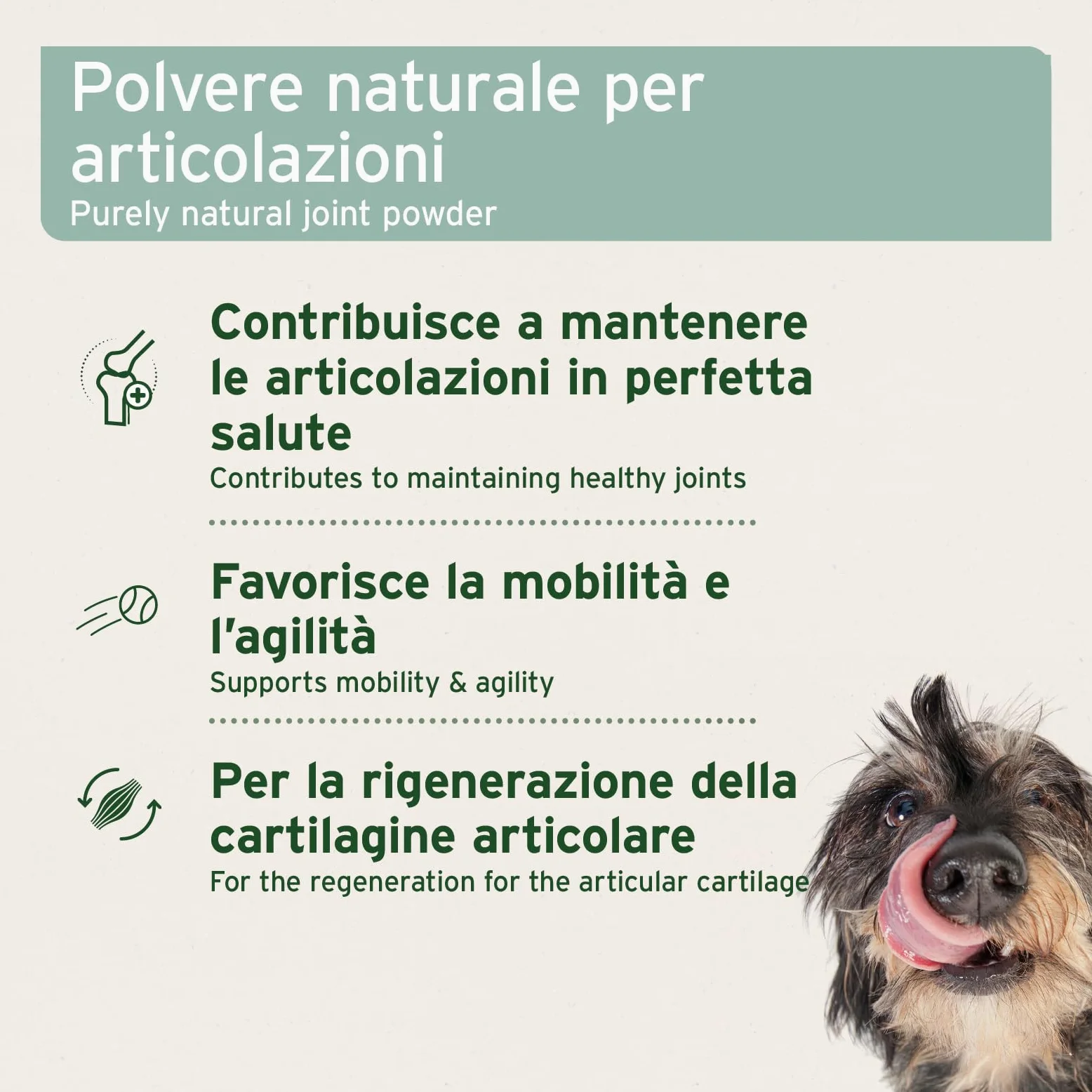 AniForte Polvere di cozze dalle labbra verdi per Cani e Gatti 100g - Polvere naturale di cozze dalle labbra verdi in qualità di grasso completo, glicosaminoglicani, supporta le funzioni articolari