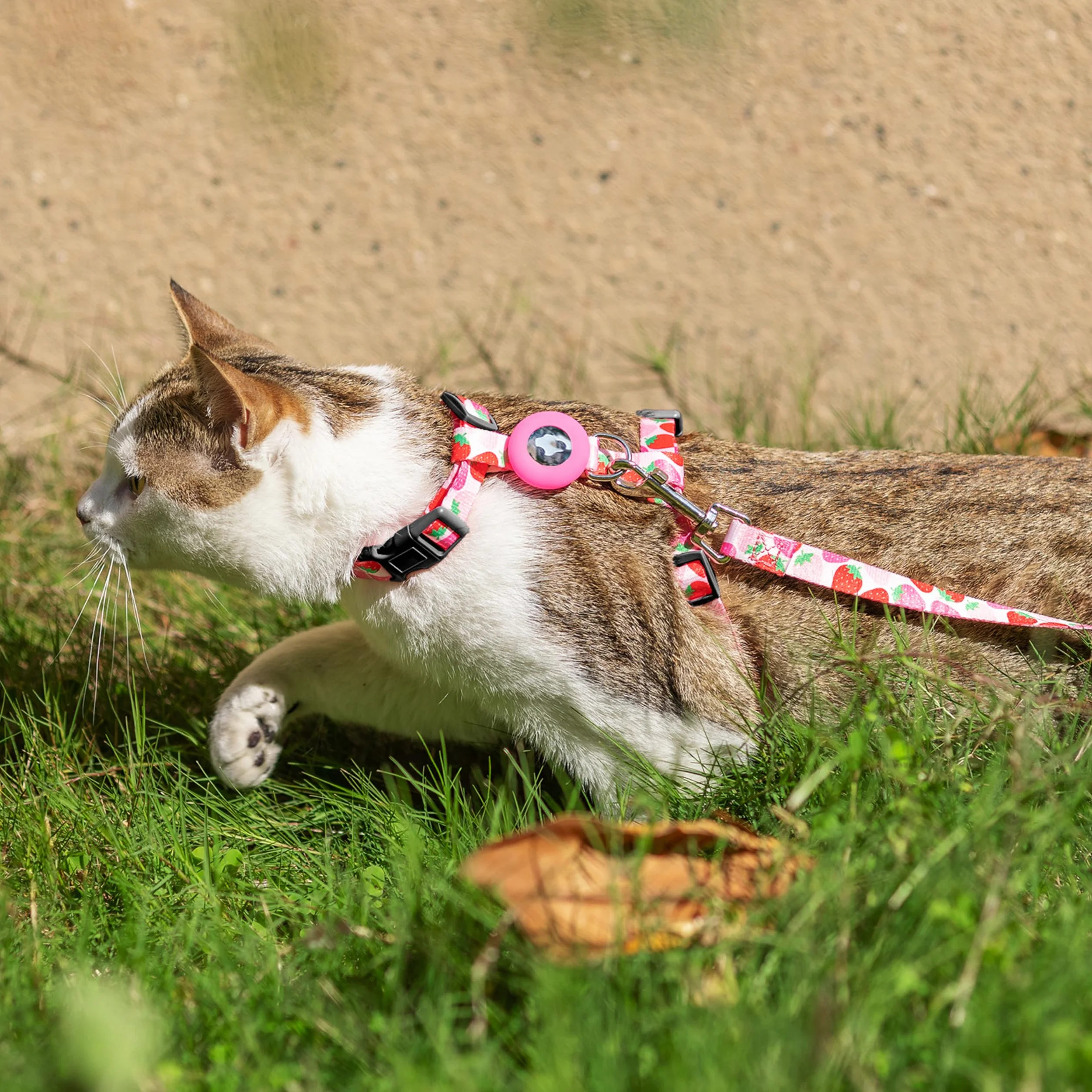Pettorina e guinzaglio per gatti, a prova di fuga, per camminare, viaggi, attività all'aperto, in nylon, regolabile, con supporto Airtag, per gatti piccoli e grandi